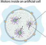 Actin Polymerizing Motors to Assist Cytoskeleton-like Networks Formation in Artificial Cells