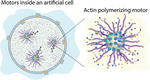 Actin Polymerizing Motors to Assist Cytoskeleton-like Networks Formation in Artificial Cells